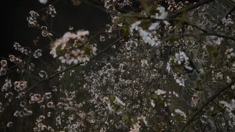 Low Angle Shot of Pink Petals Floating in Breeze at Night Stock Footage 332087365