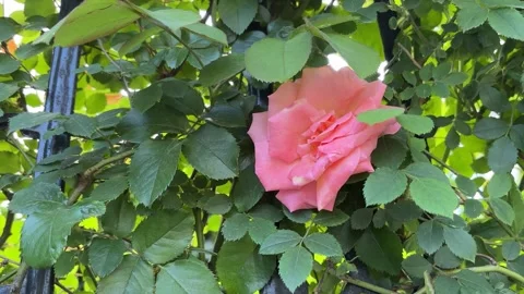 Low-Angle Shot of Pink Rose Blooming Through a Metal Fence Stock Footage 333723349