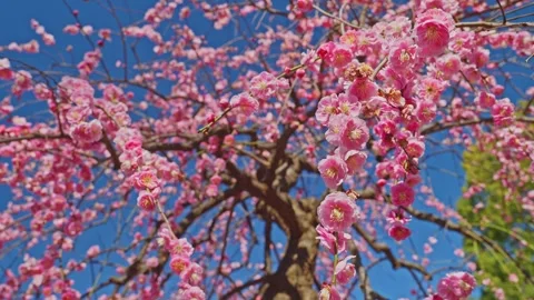 Low Angle Shot of Pink Weeping Plum Blossoms Under Blue Sky 動画素材 332719186