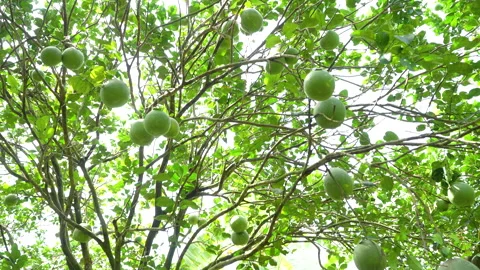 Low Angle Shot of Pomelo Tree Laden with Many Fruits Stock Footage 327553593