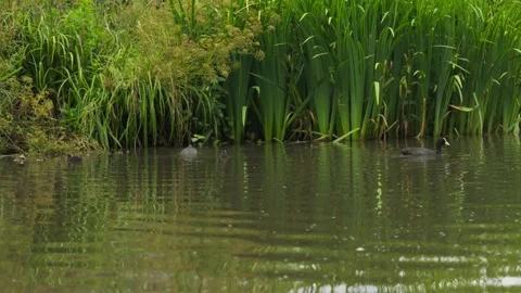 Low angle shot of pond with reeds and Ducks diving and swimming Stock Footage 338033660