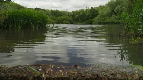 Low angle shot of pond with reeds and Ducks swimming Stock Footage 338033709
