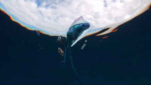 Low Angle Shot of Portuguese Man o' War with Blue Sky Background Stock Footage 336287483