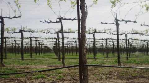 Low angle shot of a Raisin or Grape Vineyard Stock Footage 61560671