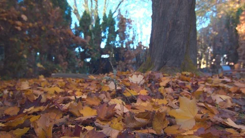 Low Angle Shot of Raking up Yellow and Orange Fall Leaves off the Ground Stock Footage 98115046