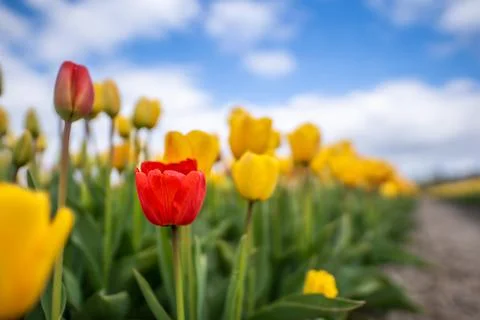 Low angle shot of red and yellow tulips Stock Photos