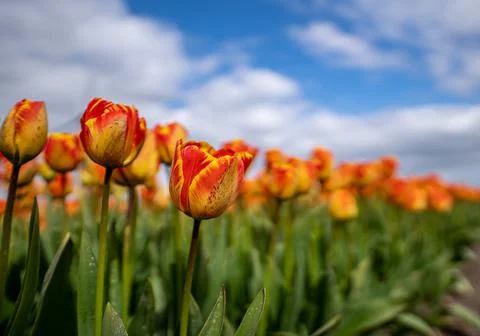 Low angle shot of red and yellow tulips Stock Photos
