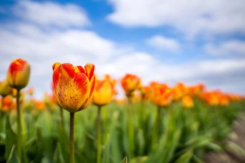 Low angle shot of red and yellow tulips Stock Photos
