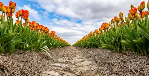 Low angle shot of red and yellow tulips Stock Photos