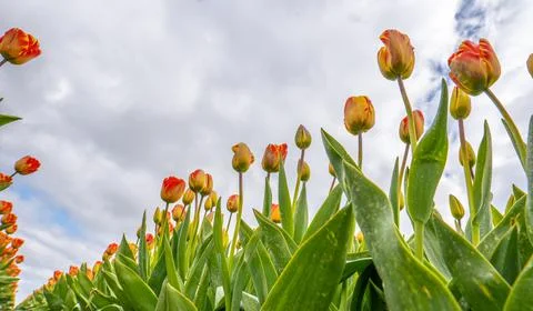 Low angle shot of red and yellow tulips Stock Photos