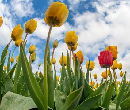 Low angle shot of red and yellow tulips Stock Photos