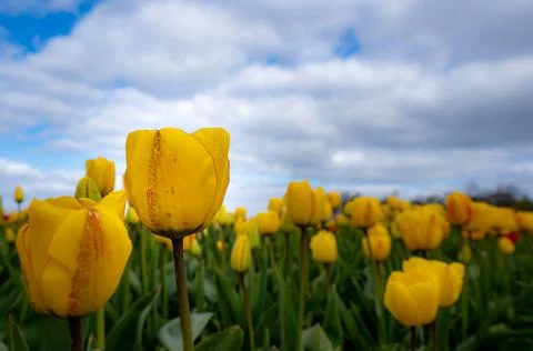 Low angle shot of red and yellow tulips Stock Photos