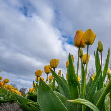 Low angle shot of red and yellow tulips Stock Photos