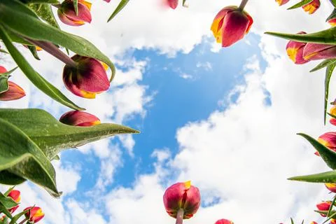 Low angle shot of red and yellow tulips Stock Photos
