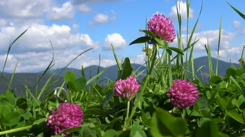 Low angle shot of red clover meadow Video stock 78162810