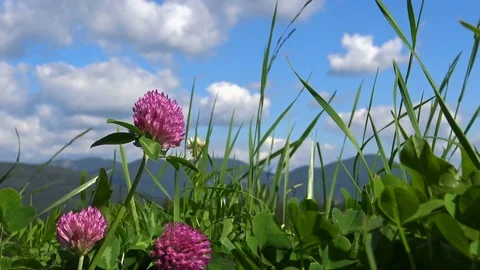 Low angle shot of red clover meadow Stockbeeldmateriaal 78162891