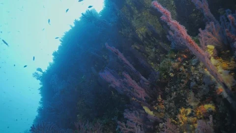 Low angle shot of reef wall, Mediterranean Sea Stock Footage