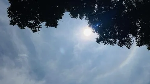 Low Angle Shot of Ring Around Sun Halo with Dark Tree Silhouettes Stock Photos