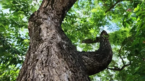Low Angle Shot of Rough Tree Bark Texture and Green Leaves Stock Footage 345548549