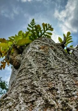 Low Angle Shot of Rough Tree Trunk Against Blue Sky Stock Photos
