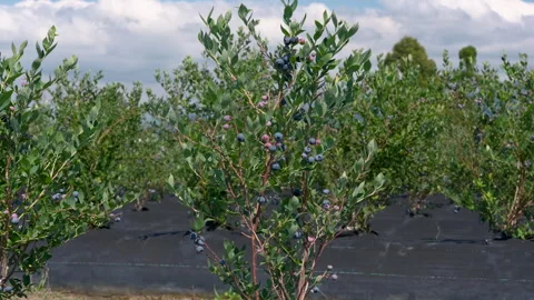 Low-angle shot of a row of blueberry bushes ripening on a farm. Stock Footage 339771210