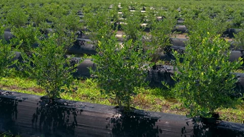 Low-angle shot of a row of blueberry bushes ripening on a farm. Stock Footage 339771214