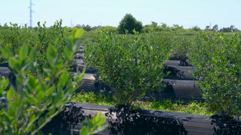 Low-angle shot of a row of blueberry bushes ripening on a farm. Stock Footage 339771293