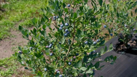 Low-angle shot of a row of blueberry bushes ripening on a farm. Stock Footage 339771327