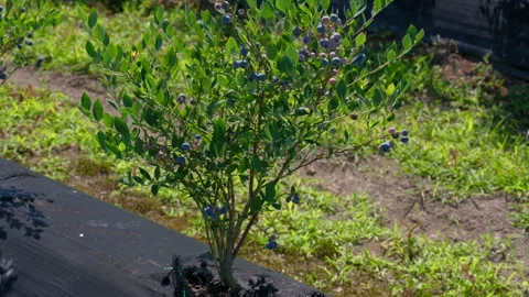 Low-angle shot of a row of blueberry bushes ripening on a farm. Stock Footage 339771529