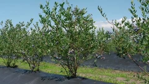Low-angle shot of a row of blueberry bushes ripening on a farm. Stock Footage 339771568