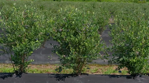 Low-angle shot of a row of blueberry bushes ripening on a farm. Stock Footage 339771589