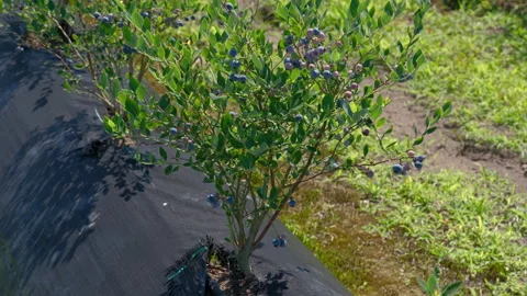 Low-angle shot of a row of blueberry bushes ripening on a farm. Stock Footage 339771605