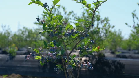 Low-angle shot of a row of blueberry bushes ripening on a farm. Stock Footage 339771637