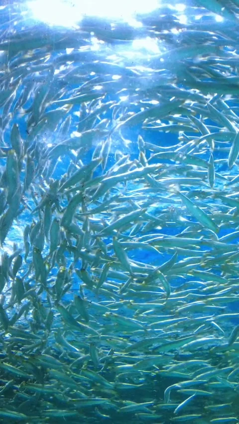 Low angle shot of school of sardines swimming underwater. Japanese pilchards. 4K Stock Footage 342088454