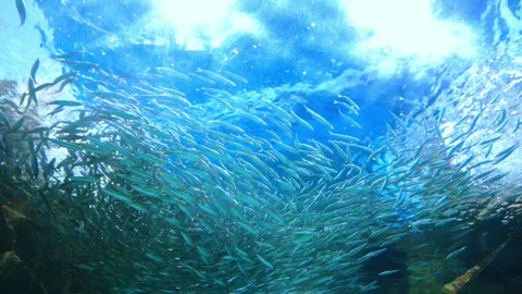 Low angle shot of school of sardines swimming underwater. Japanese pilchards. 4K Stock Footage 346736837