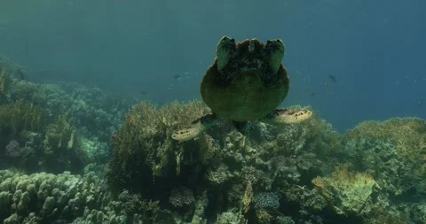 Low angle shot of a sea turtle swimming with other fish in turquoise water. Stock Footage 270748762