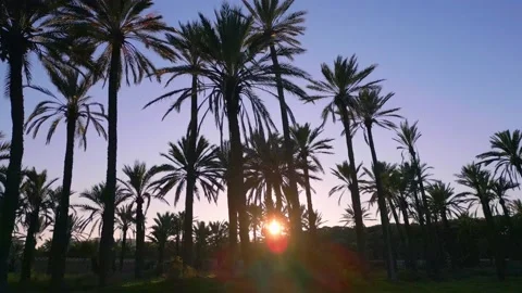 Low angle shot of setting sun behind a row of palm trees during sunset Stock Footage 230951293