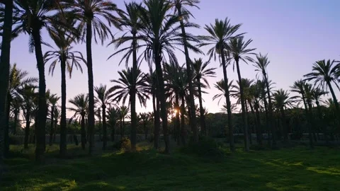 Low angle shot of setting sun behind a row of palm trees during sunset Stock Footage 230951410