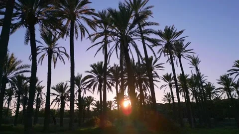 Low angle shot of setting sun behind a row of palm trees during sunset Stock Footage 230951641