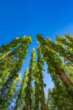 Low angle shot of several trees. Blue background. Фото
