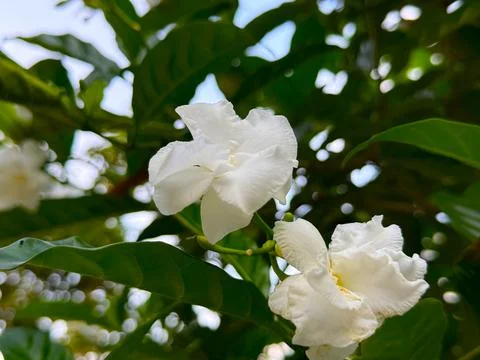 This low-angle shot showcases two vibrant white crape jasmine flowers with ru Stock Photos