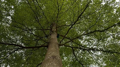 Low-angle shot showcasing a Terminalia tree. The perspective highlights its t Fotos Stock