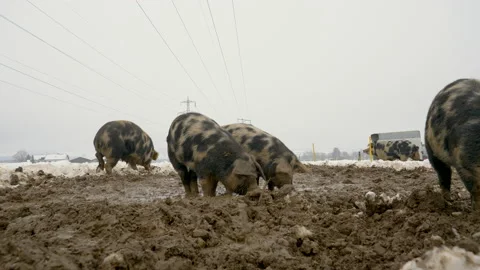 Low angle shot showing group of dirty Mangalitsa Piglets looking for food Stock Footage 169584112