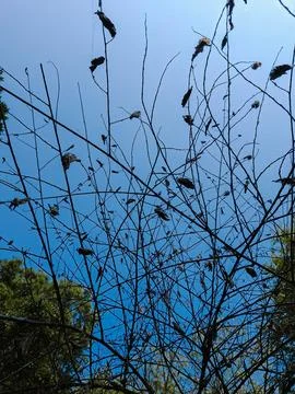 A low-angle shot showing thin, bare tree branches with a few dried leaves a.. Foto stock