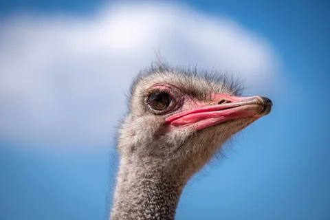 Low angle shot of the side view of an ostrich head against a pale blue sky. H Stock Photos