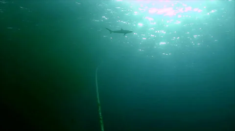 Low angle shot of silky shark in backlight, silhouette, surface, red sea Stock Footage 42898455