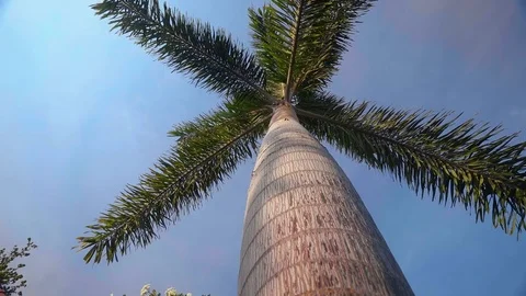 Low angle shot of a single palm tree with blue sky Stock-Footage 81593415