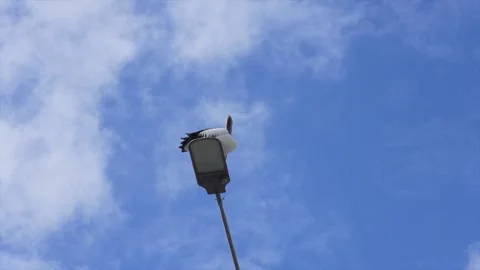 Low angle shot of singular Australian pelican against a blue sky Видео 332682932
