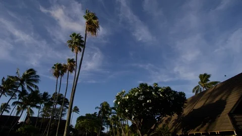 A low angle shot of the sky and tall coconut trees Stock-Footage 117549030