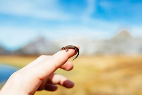 A low angle shot of a small baby lizard on a human thumb with a blurred backg Stock Photos